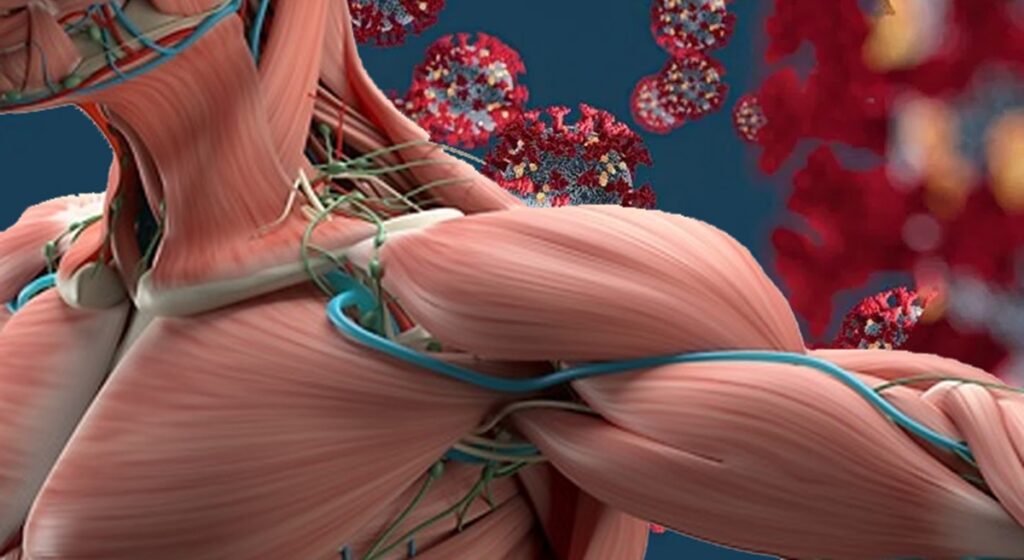 BIOLOGIA Y MUSCULOS
